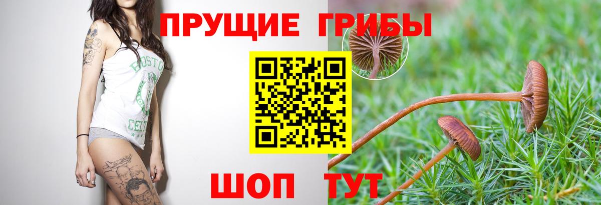 Псилоцибиновые грибы ЛСД  Псилоцибиновые грибы Magic Shrooms  Вход с VPN  Тавда 